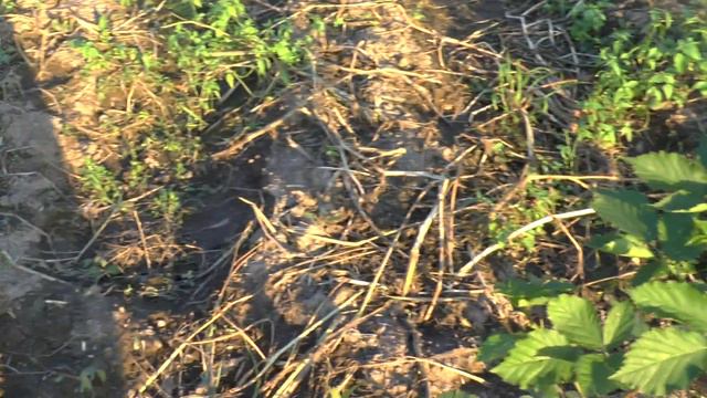 Ежевика Брунко Деликато