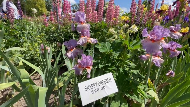 Schreiner's Iris Garden Tour 2021 смотреть онлайн