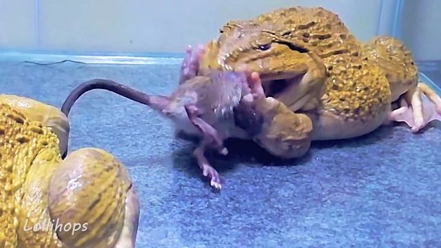 Amazing!! Giant Bullfrog Eats Big Mouse! Asian Bullfrog Live Feeding смотреть онлайн