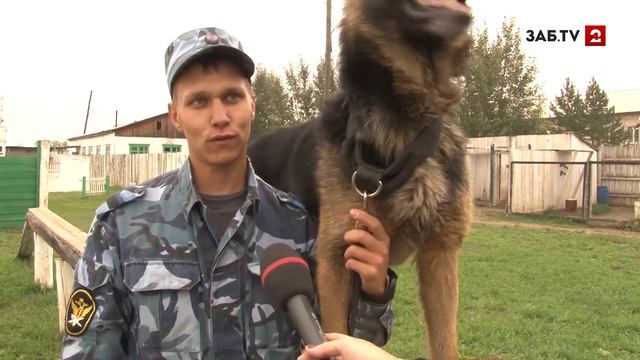 Спаниель Джек поборется за призовое место на всероссийских соревнованиях кинологов