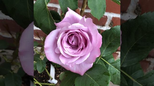 Blue Moon Rose смотреть онлайн