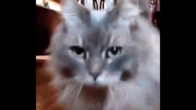 "Ugh, fine, I guess you are my little pogchamp" but ryuko is a cat lover смотреть онлайн