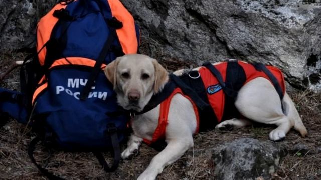 Как правильно надеть спасательный жилет смотреть онлайн