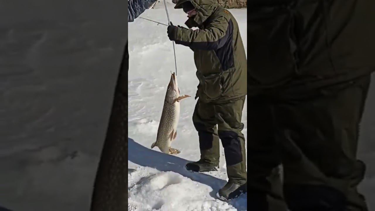 Аквариум в кадре