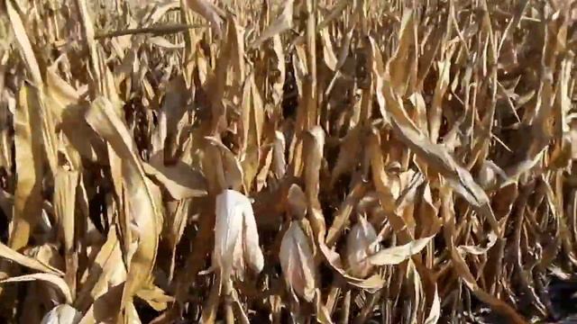 Обмолот кукурузы/ДОН 1500Б смотреть онлайн