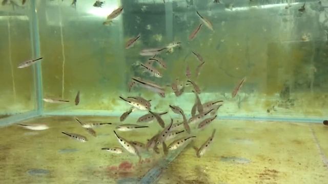 Цихла ленточная Оцелярис Cichla ocellaris Emperor-Cichla Ocellaris продажа оптом смотреть онлайн