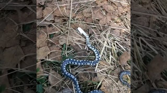 Гадюка или уж, как различить? смотреть онлайн