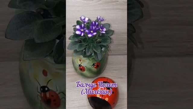 Обзор цветущих фиалок смотреть онлайн