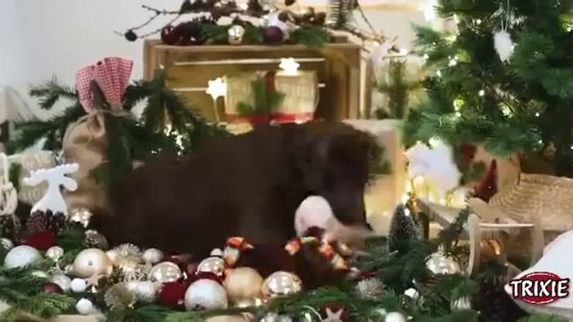 Семья TIAN GROUP вместе с TM TRIXIE поздравляет Вас с Рождеством и Новым Годом! смотреть онлайн