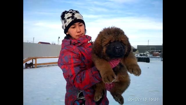 Щенки тибетского мастифа 100% Китай. Http://beliy-lekar.ru/