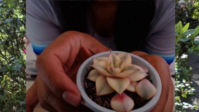 Echeveria Monocerotis Variegada