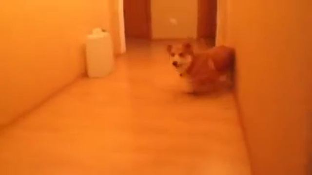 Вельш Корги Пемброк Велис смотреть онлайн