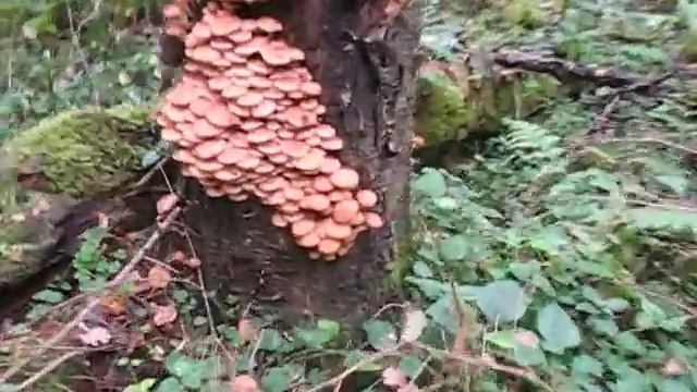 Где растут грибы опята? смотреть онлайн