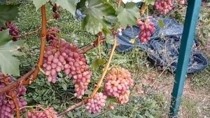 @Виноград Красный кишмиш  Шикарный, вкусный виноград