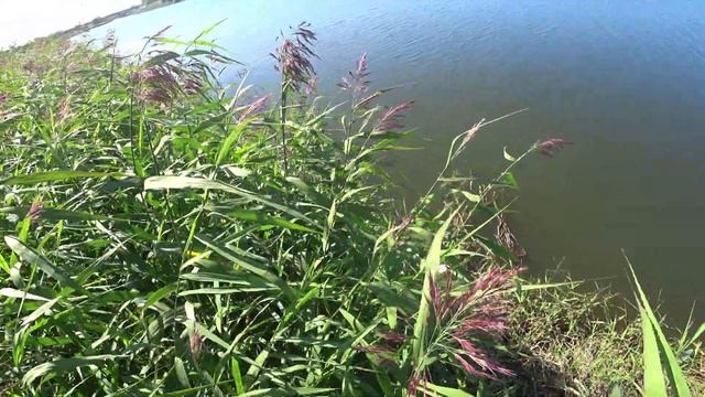 Охота с Рогаткой Лето(АРХИВ) SLINGSHOT FISHING смотреть онлайн