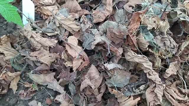Как я мульчирую посадки в теплице сухими листьями смотреть онлайн