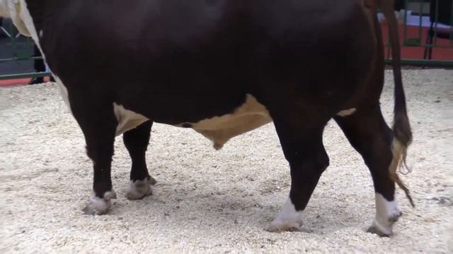 ҚАЗАҚТЫҢ АҚБАС СИЫРЫ ТУРАЛЫ НЕ БІЛЕМІЗ?| QAZAQ AQBAS| КАЗАХСКАЯ БЕЛОГОЛОВАЯ ПОРОДА КОРОВА