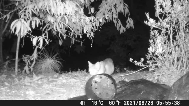 2021 - A Genetta genetta ("gineta"), a fox, and a domestic cat смотреть онлайн