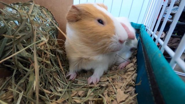 Butternut's cutest guinea pig naps yet! смотреть онлайн