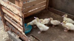 Муларды. Откорм на свином комбикорме. Супер утки!