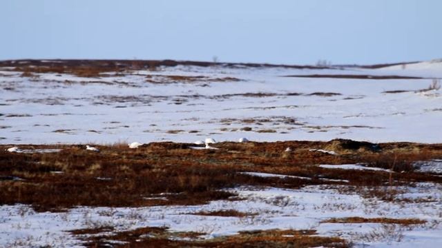 Весенняя тундра. Оттаявшие вершины сопок, куропатки и убегающая от коптера лиса. смотреть онлайн
