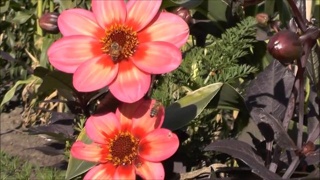 Всемирный день пчёл. С днем пчёл! World Bee Day. 20 мая праздник смотреть онлайн