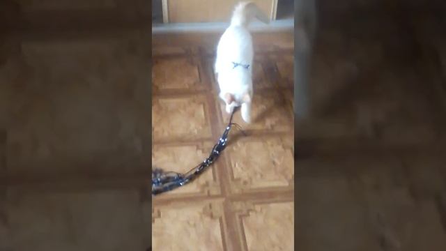 #Играющий со змеёй кот. Кото медитация. Цель: найти откуда выползла змея? Вторая часть. смотреть онлайн