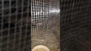 Как посадить индюшку на яйца!