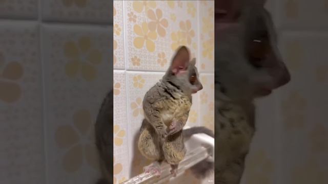 Когда опоздал на работу и высматриваешь начальство, чтоб не получить выговор )))