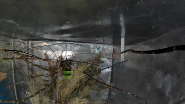 Мой вольер,конец июня 2021,гнездо... смотреть онлайн