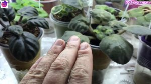 Клещ на ФИАЛКАХ! 3 Главных признака ЗАРАЖЕНИЯ клещом