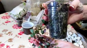 Грунт для хой. Пересадка церопегии, хойи Bella alba. #хойя #хойи #hoya #hoyacare