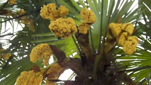 Как цветет пальма Весна юГ рФ смотреть онлайн