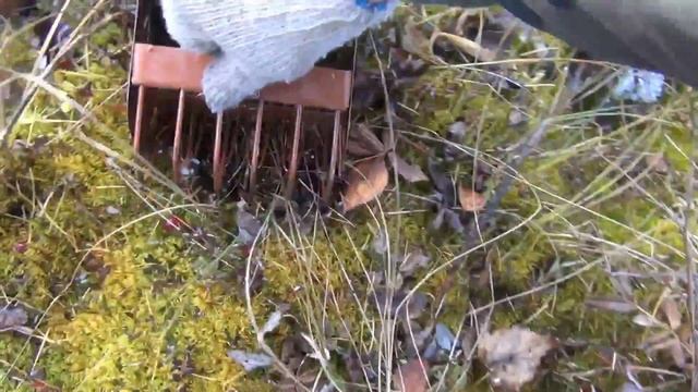 Клюква Заблудился сделал круг в 25 км cranberries Сквозь таежные болота в поисках крупной ягоды смотреть онлайн