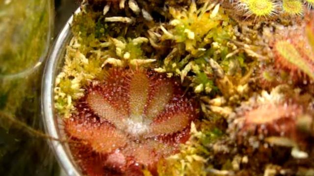 Drosera tomentosa ~ Sundew, Carnivorous Plant смотреть онлайн
