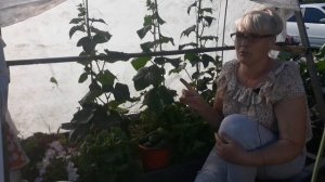 Бурая пятнистость на огурцах. Кладоспориоз«Оливковая пятнистость»
