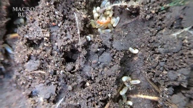 Как муравьи спасают свои личинки и куколки. How ants save their larvae and pupae. MACRORUS смотреть онлайн