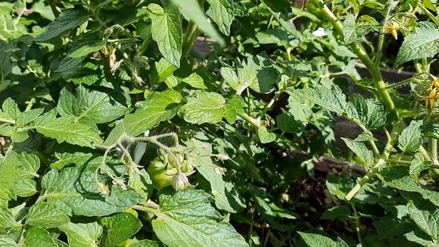 Томат Ренет, отличился крупными плодами на улице. Очень урожайный сорт. Обзор томатов на 6.08.21 смотреть онлайн