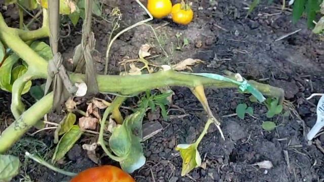 Японский карлик! Полный обзор томата смотреть онлайн