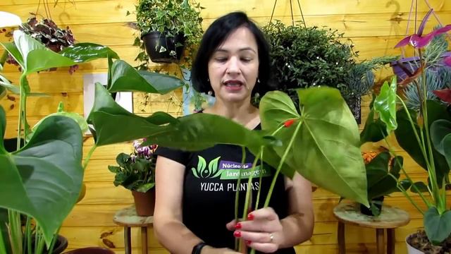Como cultivar Antúrios смотреть онлайн