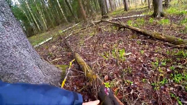 ПЕРВЫЕ ВЕСЕННИЕ ГРИБЫ - САРКОСЦИФА и СТРОЧОК ГИГАНТСКИЙ! Грибы в апреле! смотреть онлайн