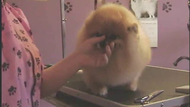 Grooming The Pomeranian (Breed Trim) Part 3