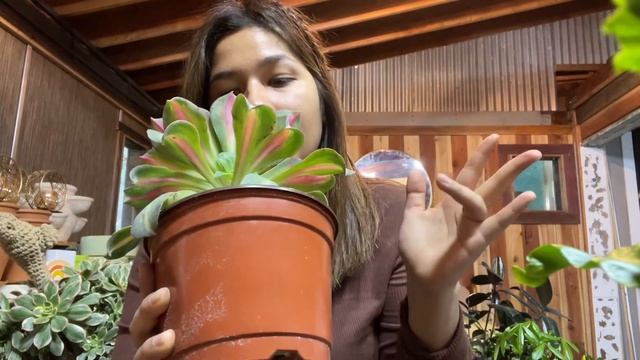 Aeonium Sunburst +Starburst +Crested Aeonium