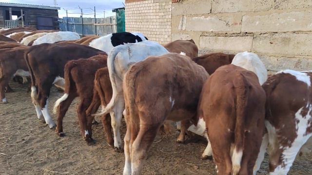 #хуш#омаден#бар#канали#касобхои#екатеринбург+79220355557 смотреть онлайн