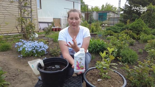 Сажайте РОДОДЕНДРОНЫ в контейнеры - минимум ухода, 100% приживаемость. смотреть онлайн