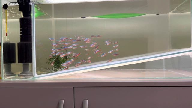 Стайное разведение красного неона. смотреть онлайн