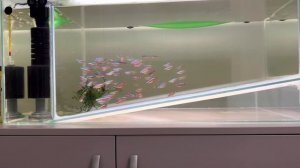 Стайное разведение красного неона.