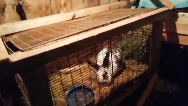 Как нужно кормить свиней в домашних условиях без добавления химии. смотреть онлайн