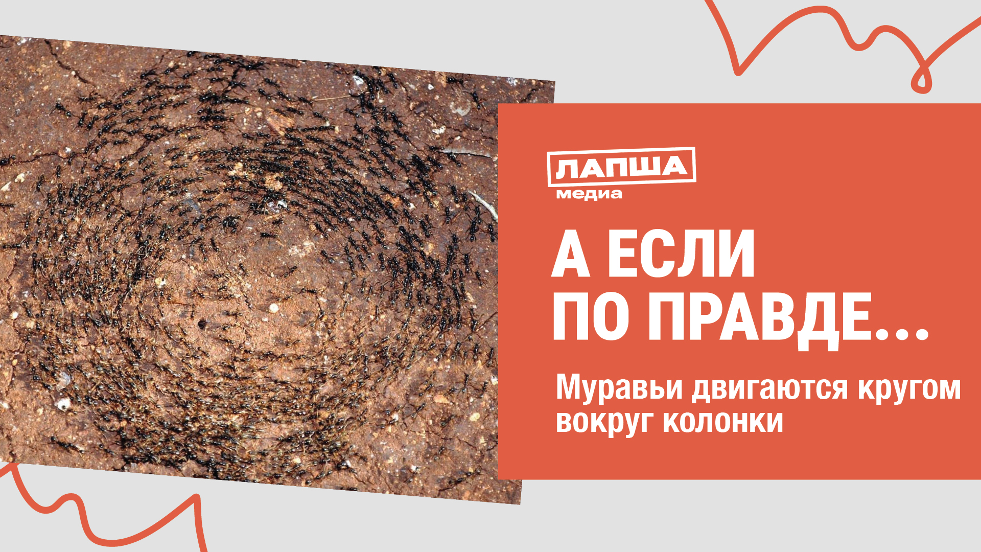 МУРАВЬИ КРУЖАТ ВОКРУГ МУЗЫКАЛЬНОЙ КОЛОНКИ I РАЗБОР ВИДЕО смотреть онлайн