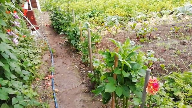 ЯРКИЙ ЦВЕТНИК В САДУ. Сезонные работы с цветами в августе смотреть онлайн